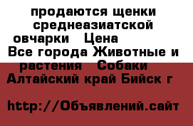 продаются щенки среднеазиатской овчарки › Цена ­ 30 000 - Все города Животные и растения » Собаки   . Алтайский край,Бийск г.